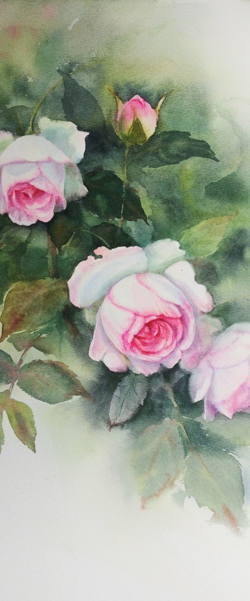 Whispers of an Old Rose Garden by Olga Beliaeva Watercolour