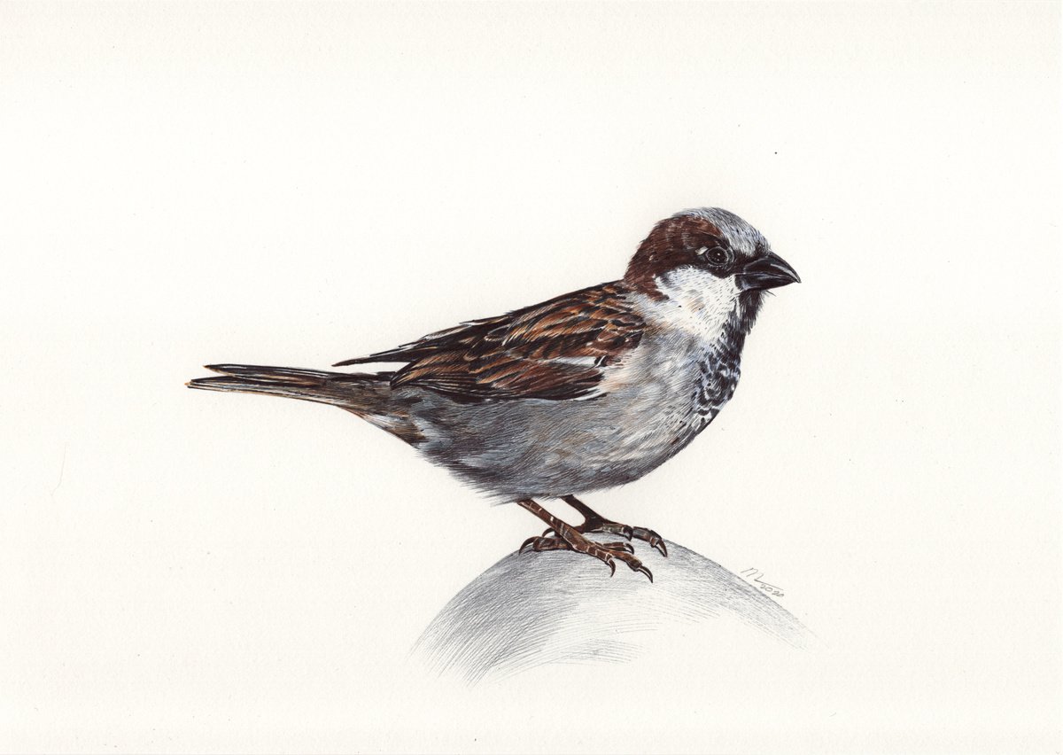 Eurasian Tree Sparrow (Ballpoint Pen Drawing) by Daria Maier