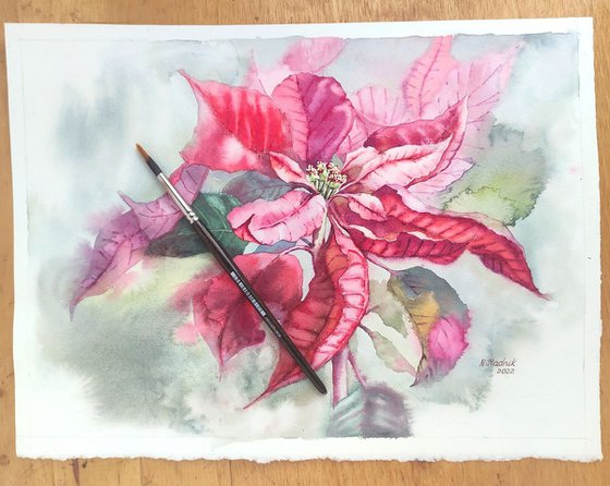 Ukrainian watercolour. Poinsettia, Christmas flower