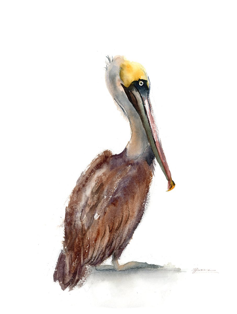 Brown Pelican (3 ) - Original Watercolor Painting by Olga Shefranov (Tchefranova)
