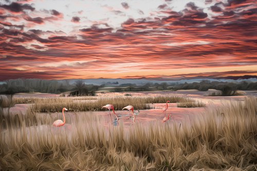 Flamingos by Dr Martín Raskovsky