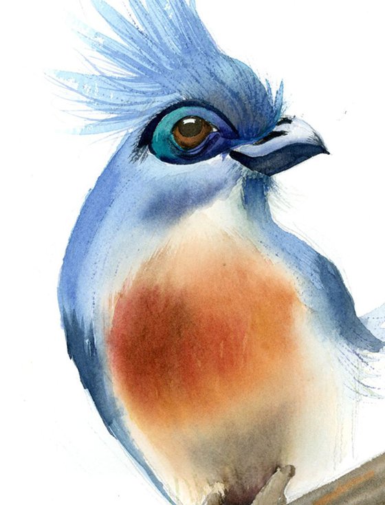 Crested coua bird