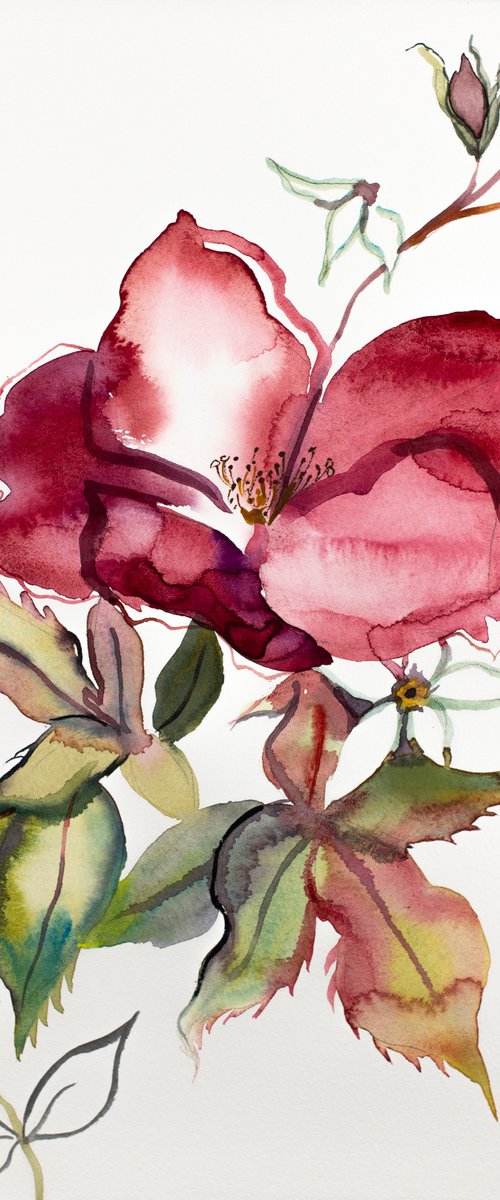 Rose Study No. 61 by Elizabeth Becker