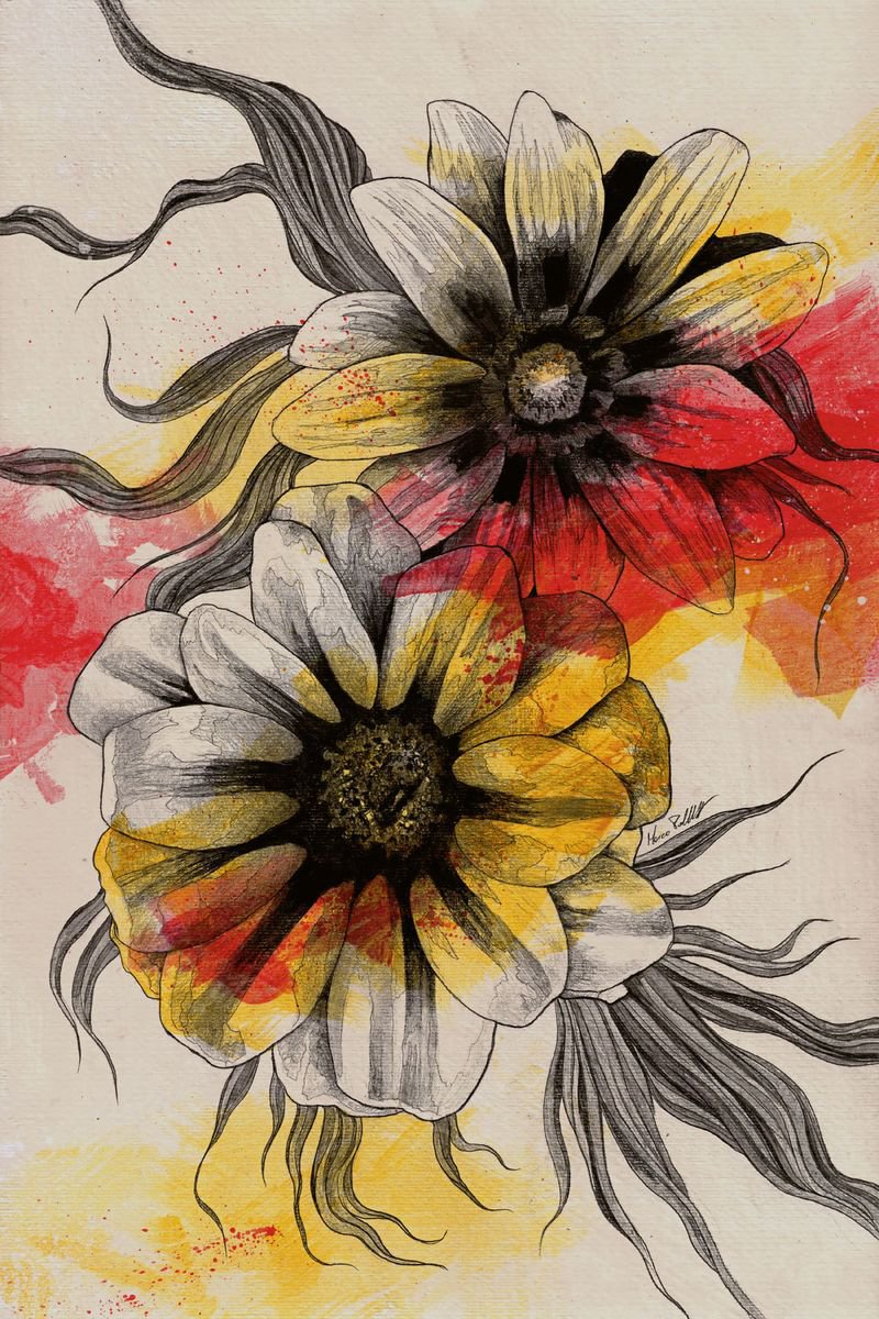 Floral Series: Gazania Rigens | daisy flowers drawing | graphite pencil floral illustratio... by Marco Paludet