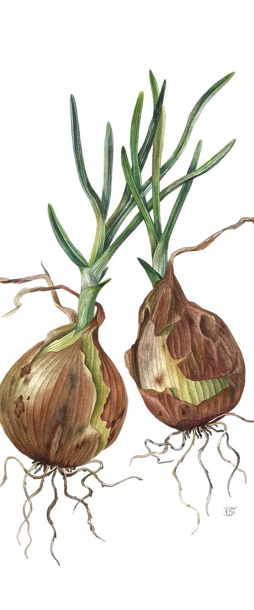 Onion (Allium cepa) botanical illustration by Ksenia Tikhomirova