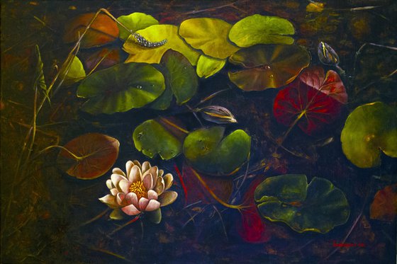 Water lilies in marsh leaves