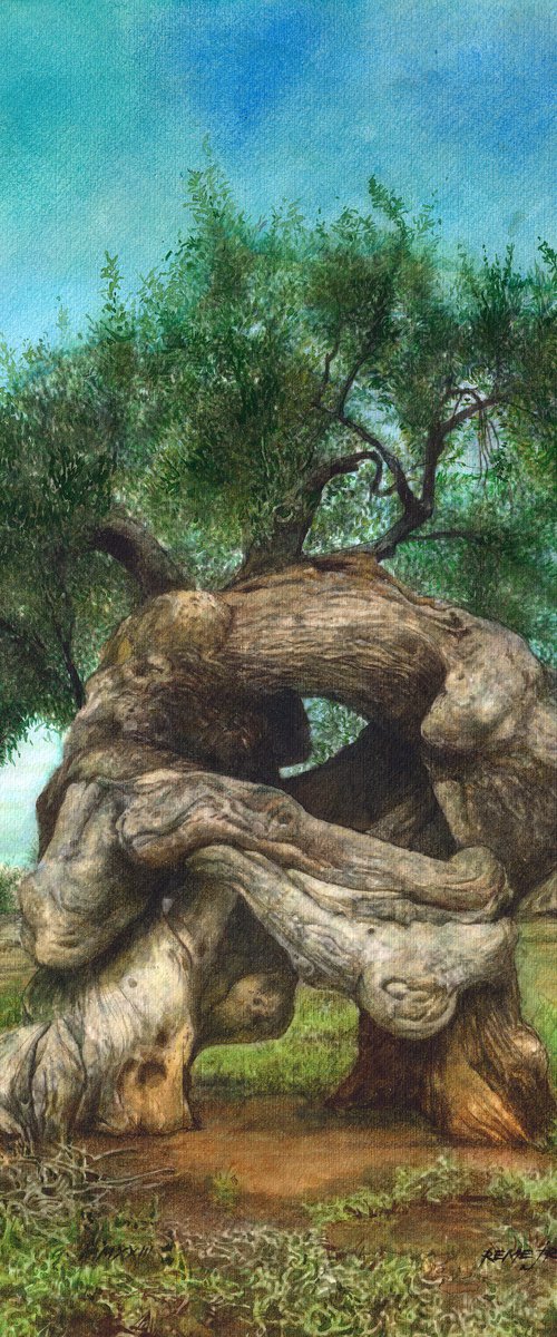 Greek Olive Tree by REME Jr.