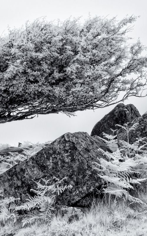 Infrared Hawthorn on Bodmin Moor by Paul Nash