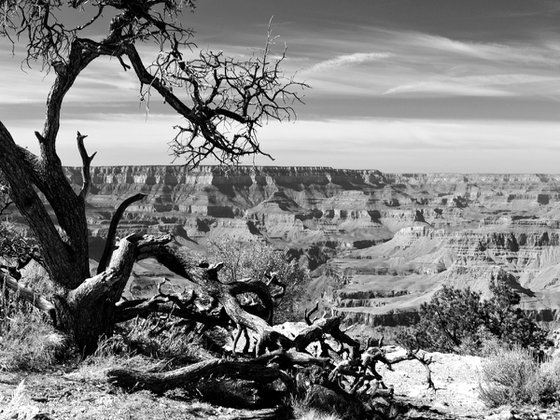 Desert View Tree