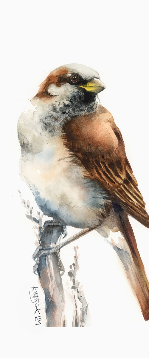 House sparrow in watercolor by Karolina Kijak