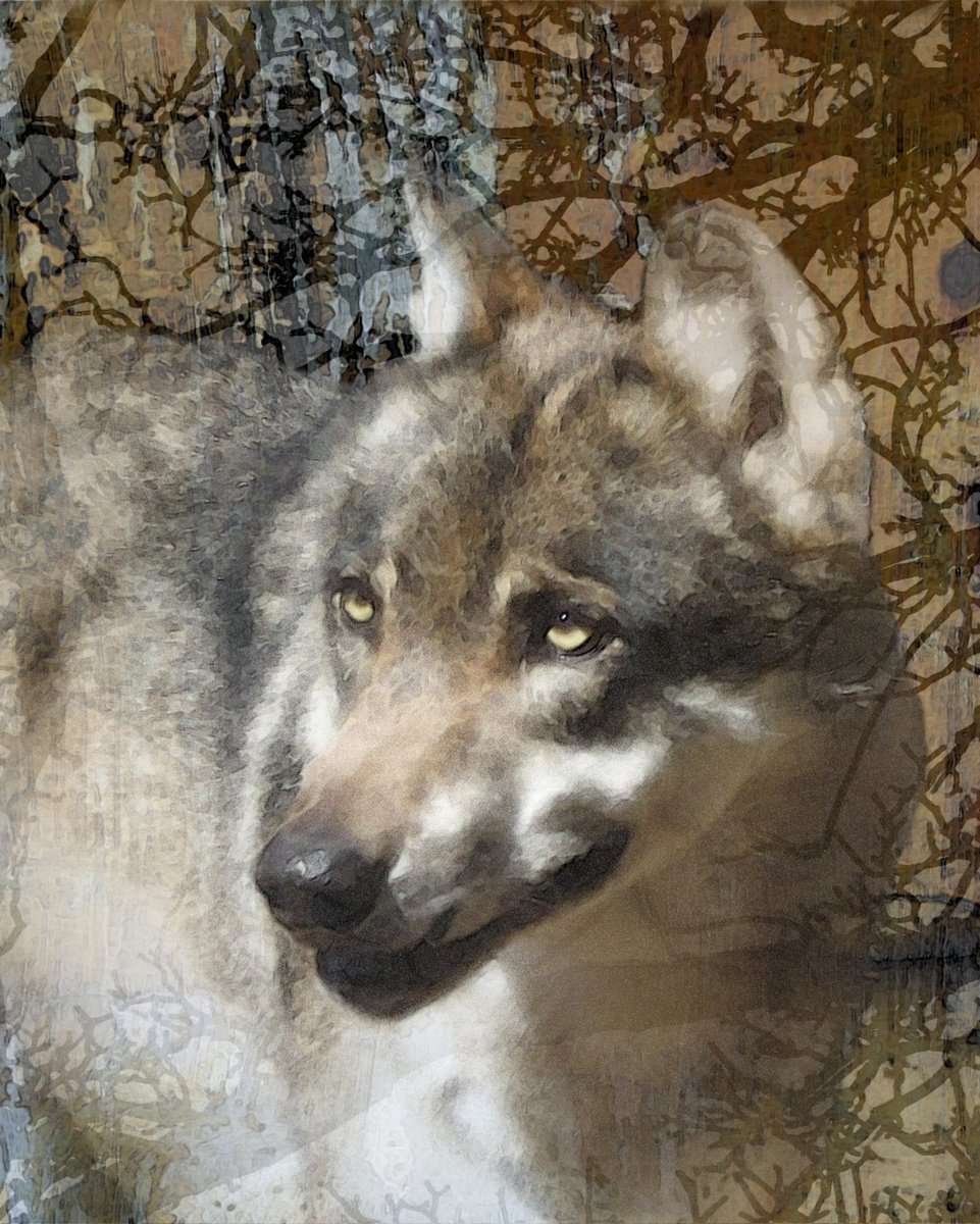 Canis Lupus by oconnart