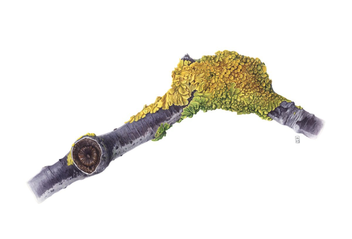 Photorealistic Botanical Watercolour By Yuliia Moiseieva, 22 X 15", Yellow Lichen, Original Artwork