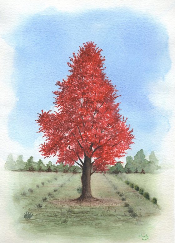Red Maple Tree