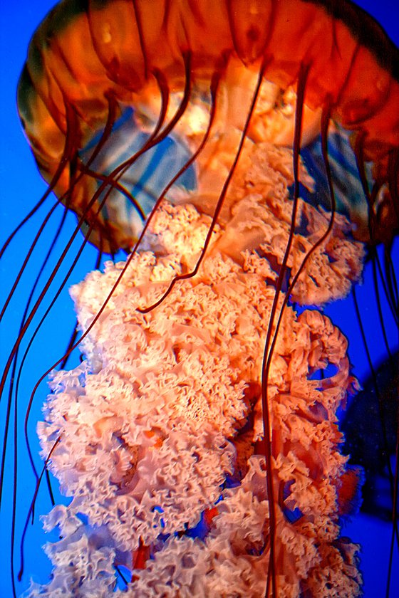 JELLYFISH BLOOM Atlanta GA