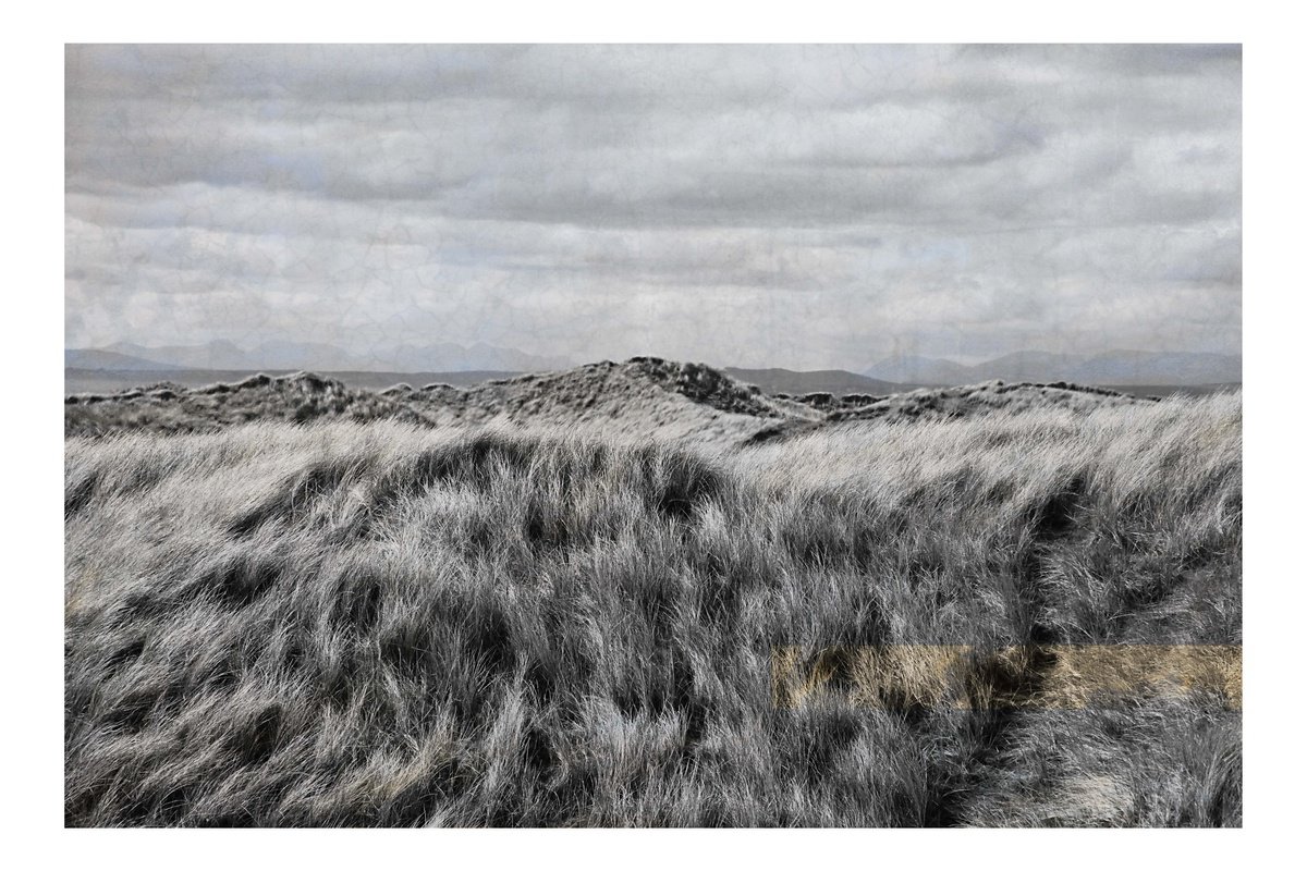 Photorealistic Photograph , Beach Grass (Large) By Louise O