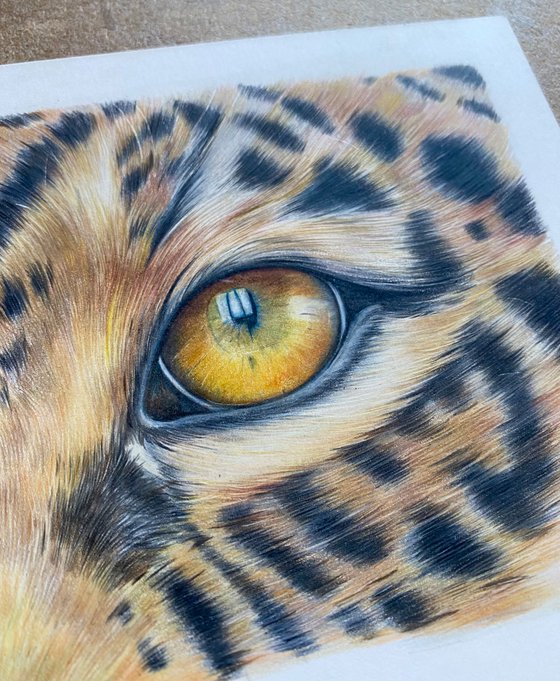 Jaguar eye study