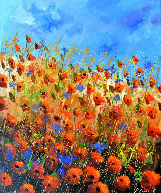 Red poppies 5624