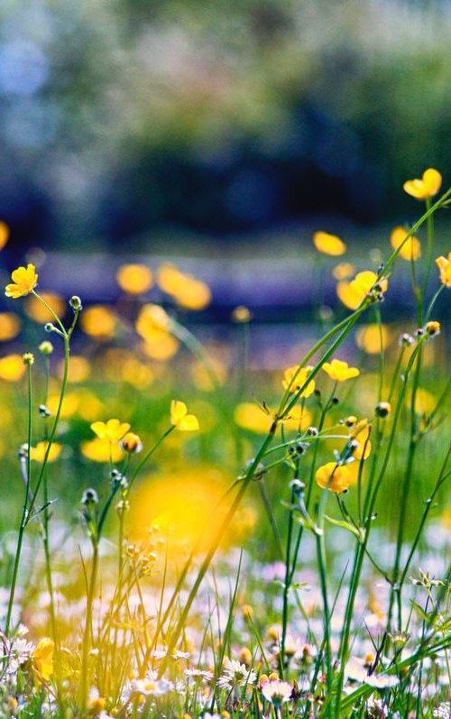 Wild Flowers by Marc Ehrenbold