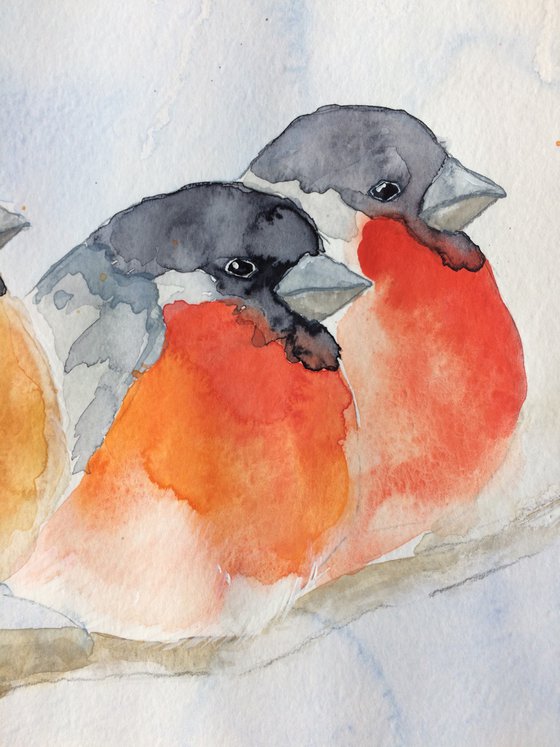 Bullfinches