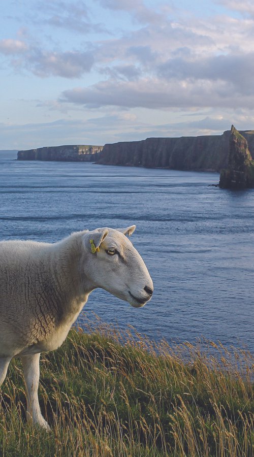 SCOTTISH NATURE by Fabio Accorrà