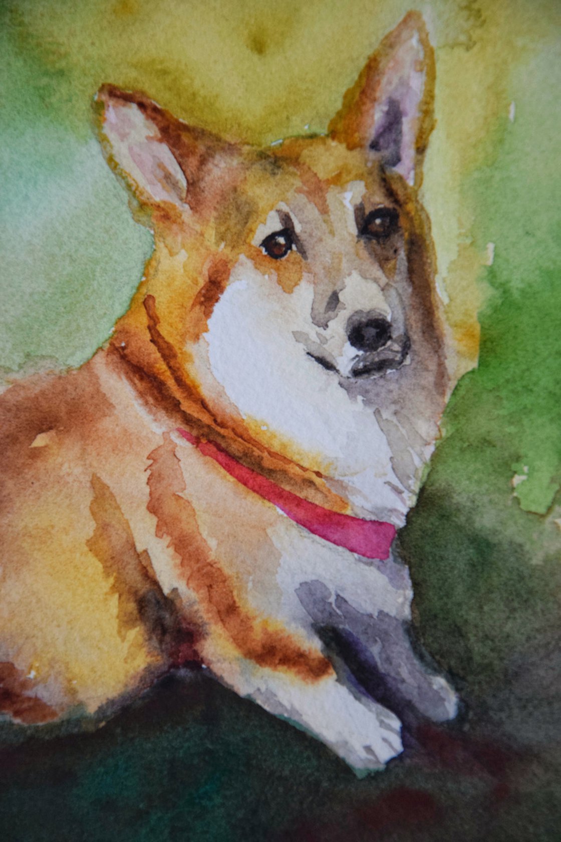 Welsh corgi puppy. Stylized watercolour digital illustration of a