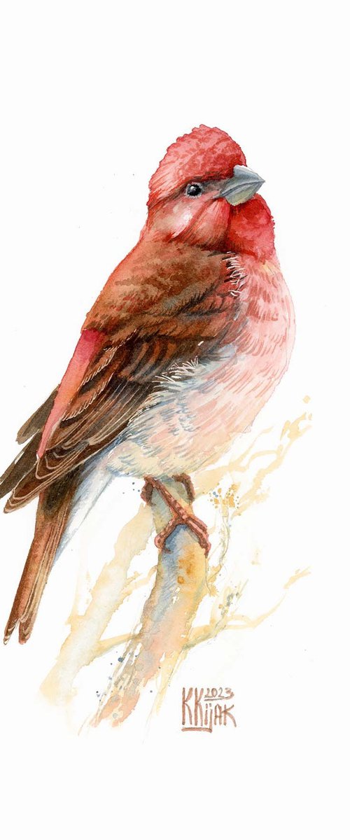 Common rosefinch bird by Karolina Kijak
