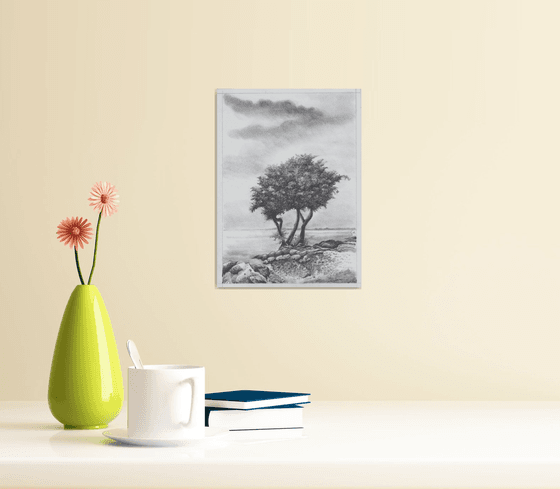 Monterey Cypress Tree II