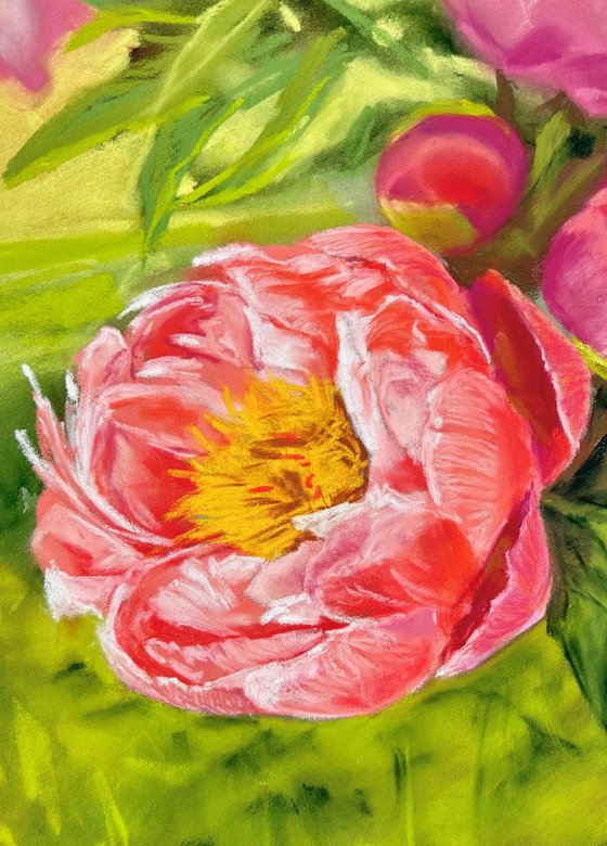 Coral Peony 2