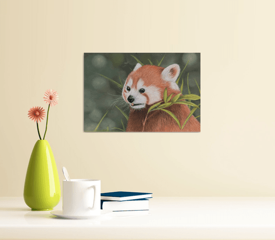 Red panda