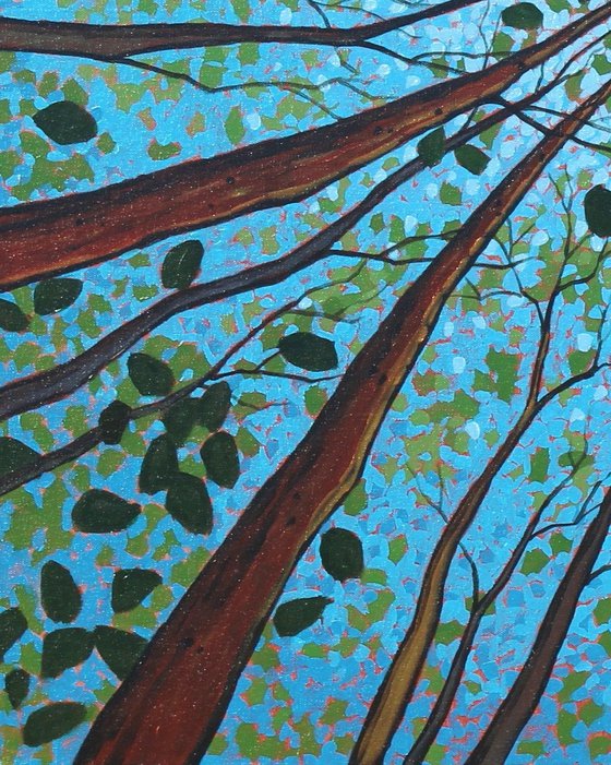 Canopy