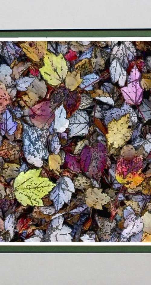 Fallen Leaves by Robin Clarke