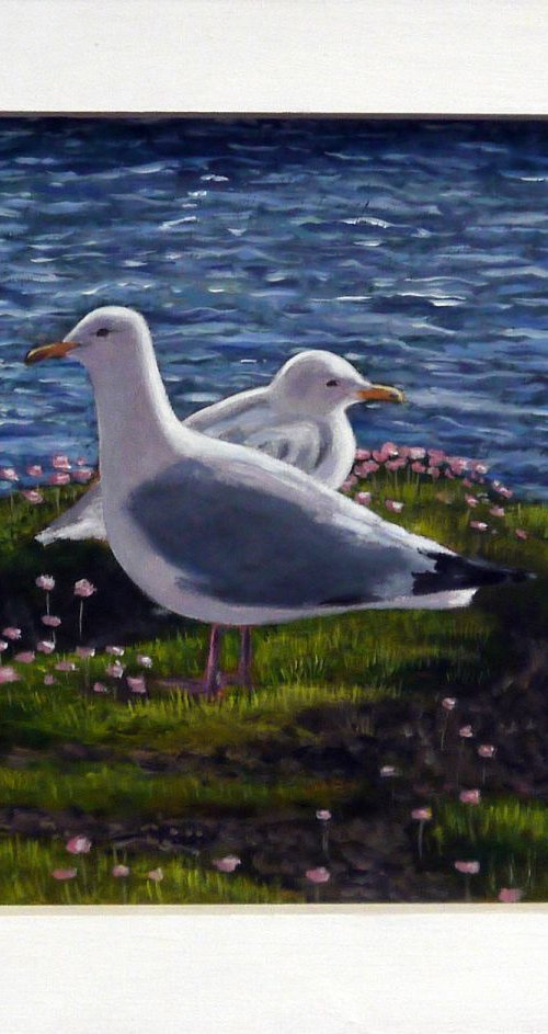 Nesting Herring Gulls near St Just by Tim Treagust