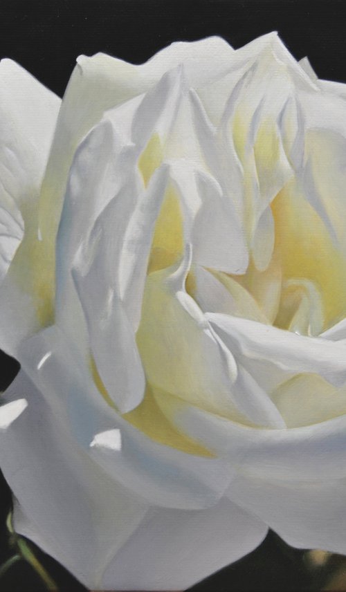 White rose by Valeri Tsvetkov