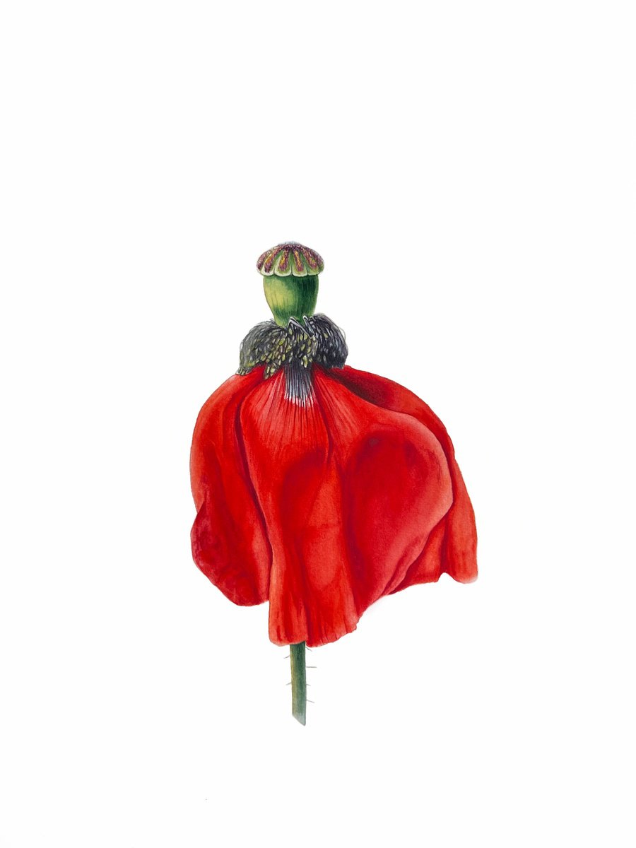 Dancing red poppy. Original watercolour artwork. by Nataliia Kupchyk