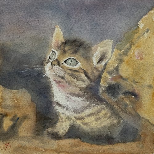 Kitten by Shelly Du