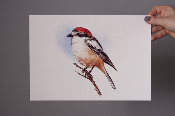 Birds Collection IV