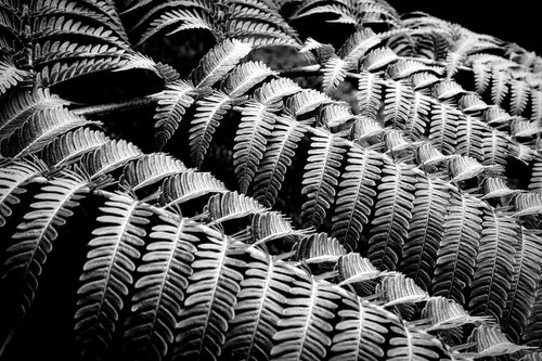 Ferns... by Martin  Fry