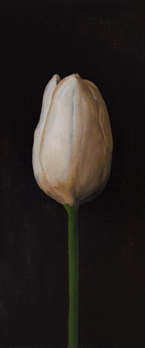 Tulip (closed) by David Foster