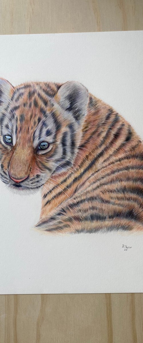 ‘Innocence’ Tiger cub drawing by Bethany Taylor