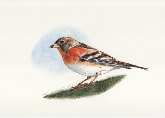 Brambling