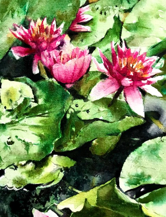 Water lilies