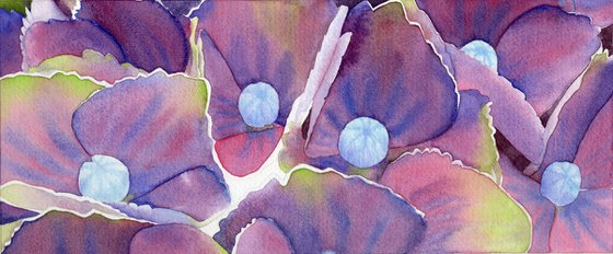 Whispers of Hydrangea