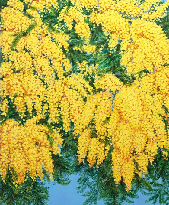 Mimosas in Bloom