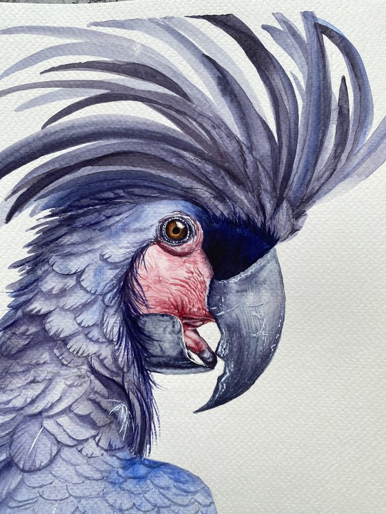 The Negotiation, black palm cockatoo