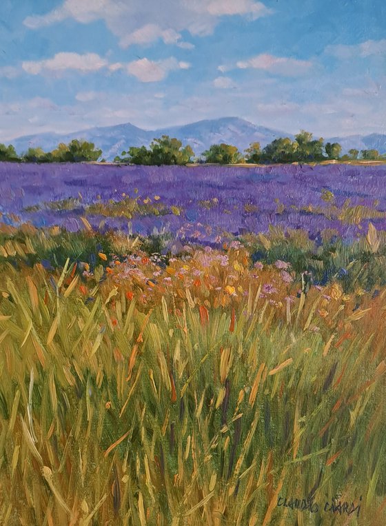 Fields of lavander