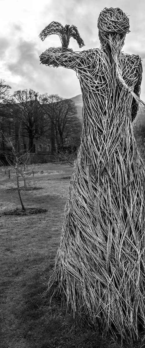 Willow Queen-Falklands Palace by Stephen Hodgetts Photography