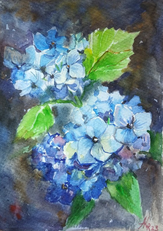 Blue Hydrangeas flowers