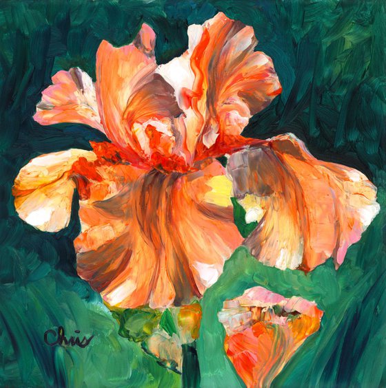 "Orange Slices" Iris