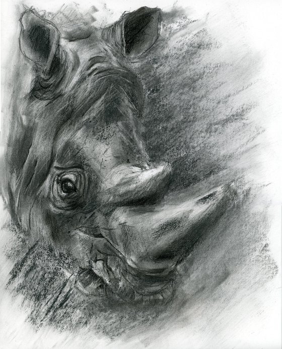 Rhino portrait - Charcoal drawing