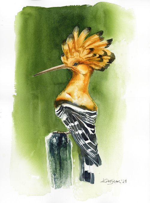Hoopoe, wildlife, birds watercolours by Karolina Kijak